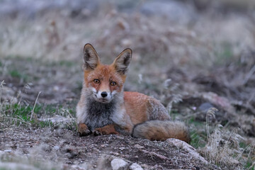 Retrato de un zorro en la Sierra de Guadarrama