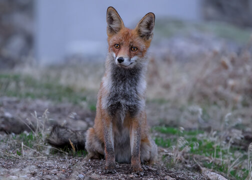 Retrato de un zorro en la Sierra de Guadarrama