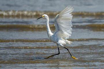 Snowy egret hunting for fish at low tide