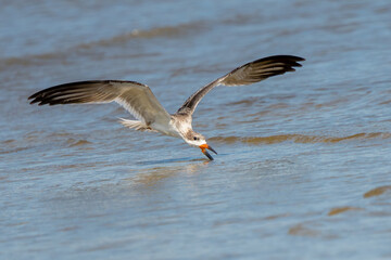 Juvenile black skimmer trying to catch a fish