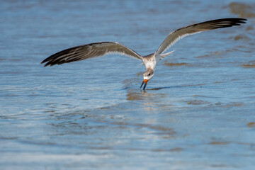 Juvenile black skimmer trying to catch a fish