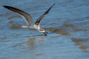 Juvenile black skimmer trying to catch a fish