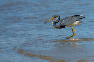 Tricolored heron fishing in shallow water