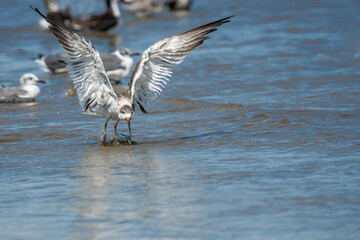 Royal tern landing on a beach at low tide