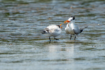 Adult and juvenile Royal terns standing on a sandy beach