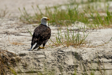American Bald Eagle perched on a sandy beach