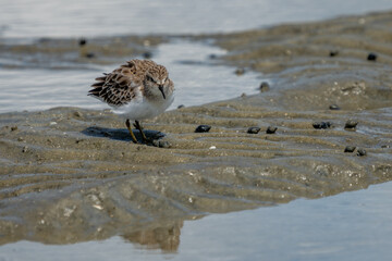Sanderling standing on a sandy beach