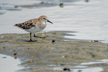 Sanderling standing on a sandy beach