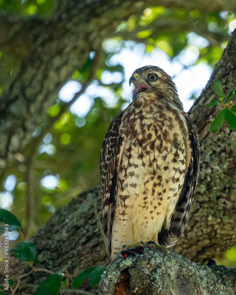 Canvas Prints red-shouldered hawk perched in a tree