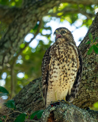 Red-shouldered Hawk perched in a tree