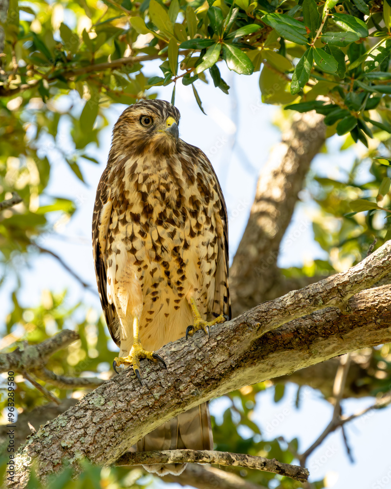 Canvas Prints red-shouldered hawk perched in a tree