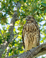 Red-shouldered Hawk perched in a tree