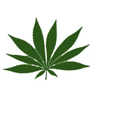 Fototapeta premium marijuana leaf isolated on white