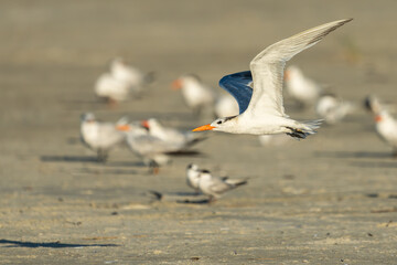 Royal tern flying over a sandy beach