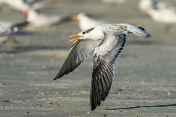 Royal tern flying over a sandy beach