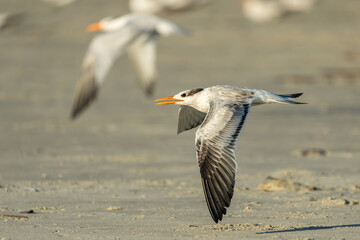 Royal tern flying over a sandy beach