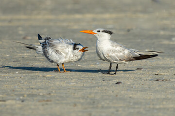 Adult and juvenile Royal terns standing on a sandy beach