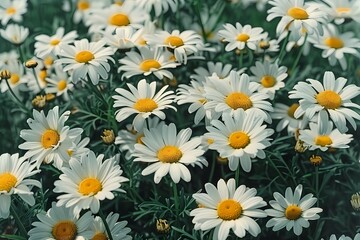 Vibrant field of daisies in full bloom, creating a cheerful and lively atmosphere.