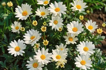 Lush daisies in full bloom, showcasing vibrant white petals and sunny yellow centers.