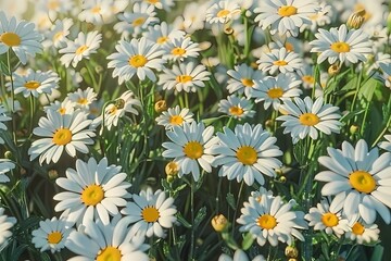 Fototapeta premium Vibrant field of daisies with bright white petals and sunny yellow centers.