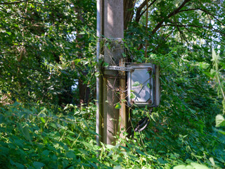 Overgrown Utility Pole