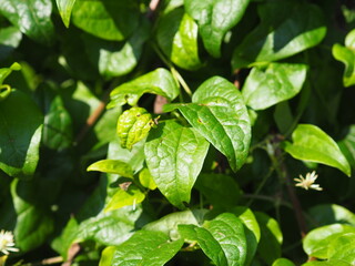 An intimate close-up of vibrant green leaves basking in sunlight, showcasing the intricate details and natural beauty of foliage illuminated perfectly by the rays of the sun.