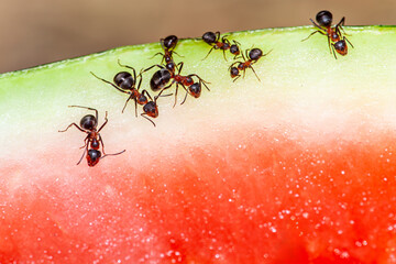 macro picture with a group of ants get everything from a watermelon, the ants feed on watermelon and are very hardworking.