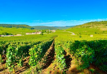 Naklejka premium Monthelie vineyards in region of Burgundy 