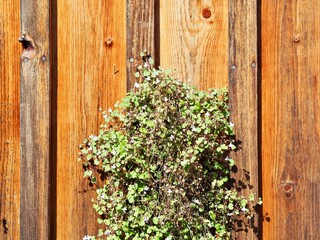 A section of wooden panels with a patch of tiny flowering plants clinging to the surface, bathed in sunlight, highlighting the natural contrast and texture.
