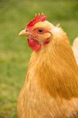 Buff Orpington Free Range Chicken