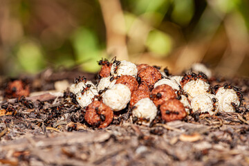 A pile of ant eggs in an ant colony. Ants carry their larvae.