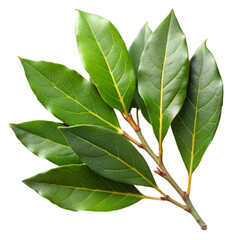 Obraz premium Branch of fresh bay laurel leaves isolated on transparent background