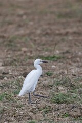 cattle egret perching on a field