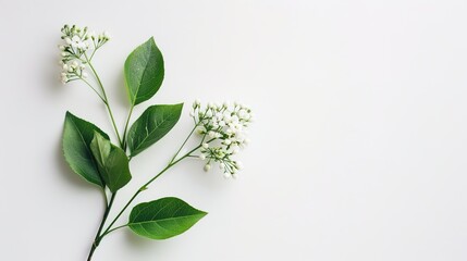 Obraz premium A plain area with a simple and fresh light white background. There is no interference, only a smooth extension of this light white background, used as a canvas for various concepts or elements.