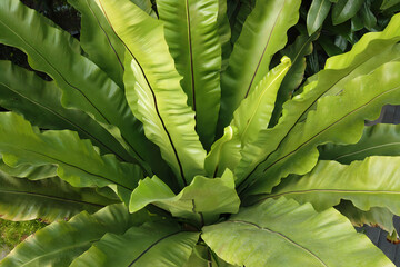 Close up of lush Bird's nest fern or Asplenium nidus houseplant with fresh green leaves, decorative indoor plant in botanical garden. Beautiful springtime fern fronds texture natural background.