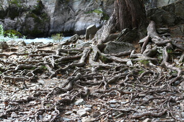 Spreading roots of a huge pine tree