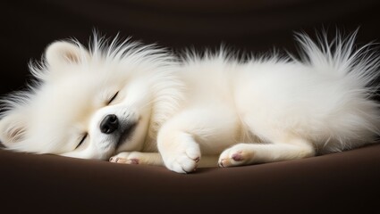 White fur Pomeranian dog sleeps comfortably