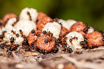Ants moving larvae out of colony to a new location.