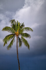 Coconut Palm Tree on Waikiki Beach in a Tropical Rain Shower.