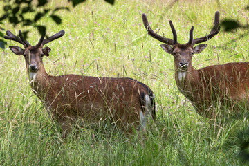 Spotted deer in the garden on a blurred background