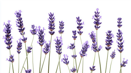 Fototapeta premium Beautiful lavender flowers on white background isolated on white background 
