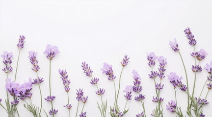 Naklejka premium Beautiful lavender flowers on white background isolated on white background 