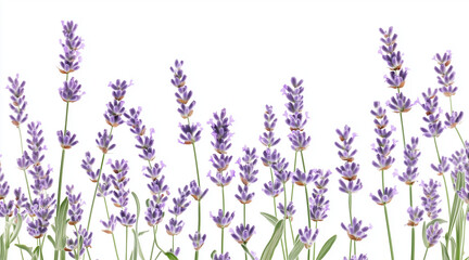 Beautiful lavender flowers on white background isolated on white background
