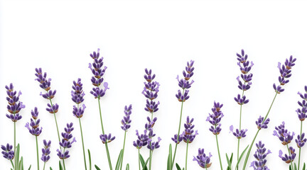 Fototapeta premium Beautiful lavender flowers on white background isolated on white background 
