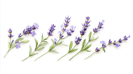 Obraz premium Beautiful lavender flowers on white background isolated on white background 