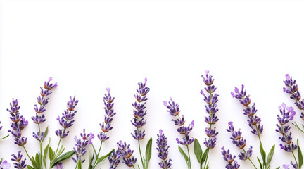 Beautiful lavender flowers on white background isolated on white background
