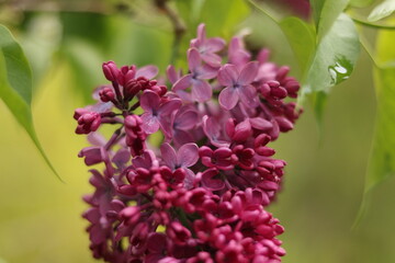Fototapeta premium Purple lilac flowers. Purple lilac.