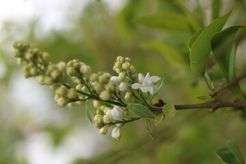 White lilac flowers. White elderberry.