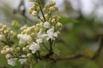 White lilac flowers. White elderberry.