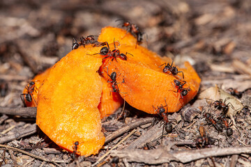 Macro picture of a colony of ants that brought some very ripe orange carrot slices to their nest, they get everything they want from it for the winter supplies.